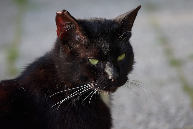 A portrait of a black cat staring