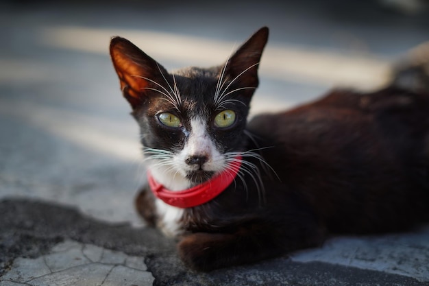 Foto ritratto di un gatto nero con un collare rosso che guarda l'obbiettivo