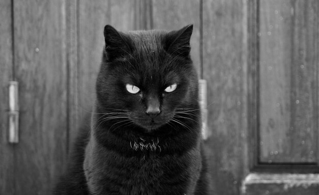 Photo portrait of black cat on wood