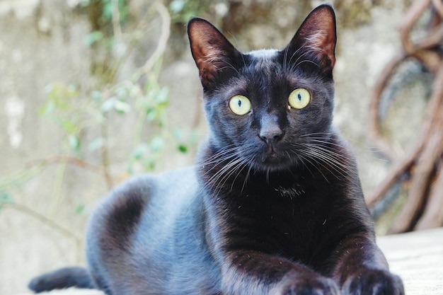 Photo portrait of black cat