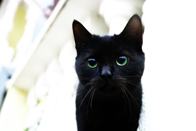 Photo portrait of black cat
