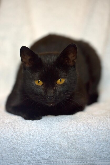 Photo portrait of black cat