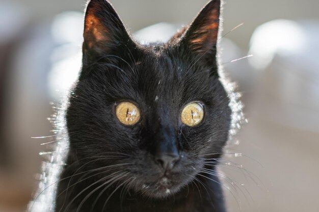 Photo portrait of black cat