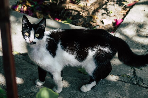 Foto ritratto di gatto nero