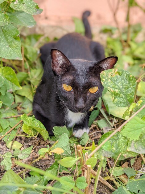 Portrait of black cat