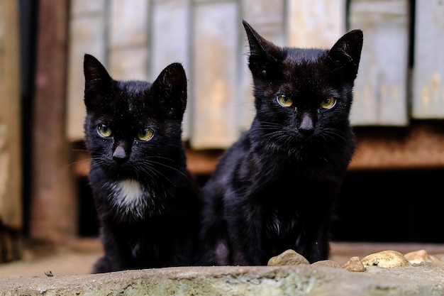 Photo portrait of black cat