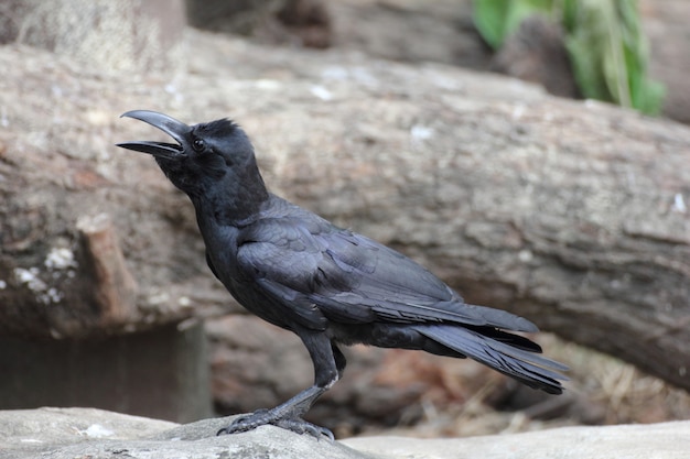 검은 까마귀 (Corvus corone)의 초상화.