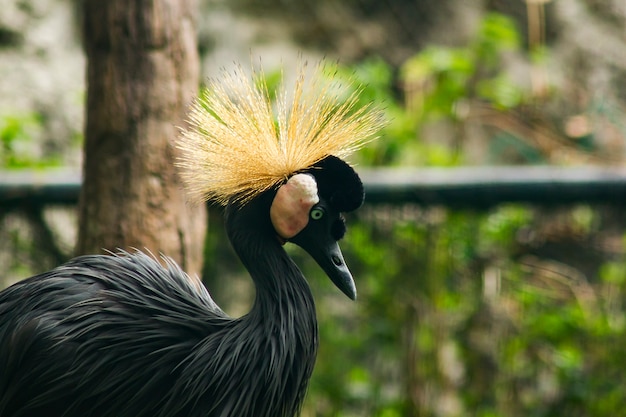 動物園での黒い冠の鶴の肖像