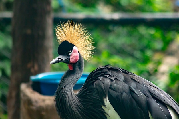 動物園での黒い冠の鶴の肖像