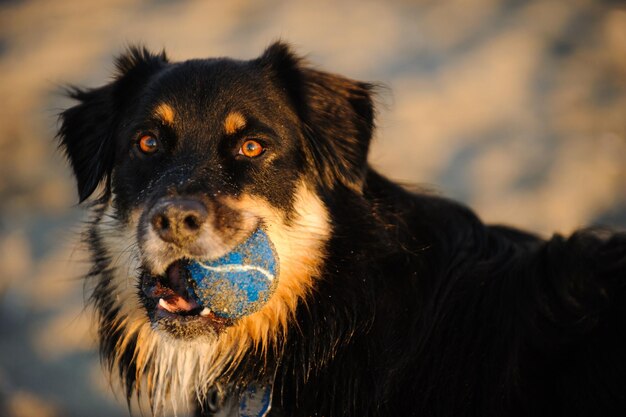 Portrait of black dog against sky