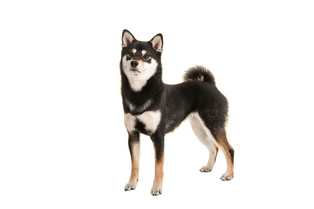 白い背景の黒い犬の肖像画