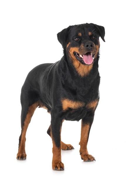 白い背景の黒い犬の肖像画
