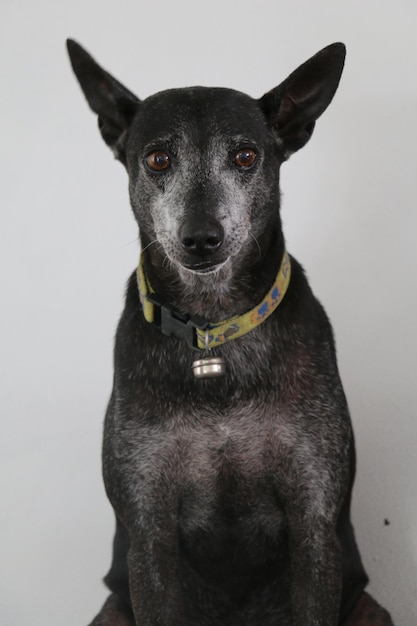 Photo portrait of black dog against white background