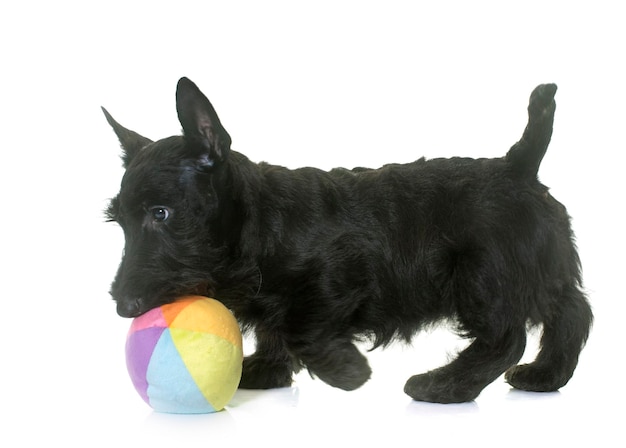 白い背景に黒い犬の肖像画
