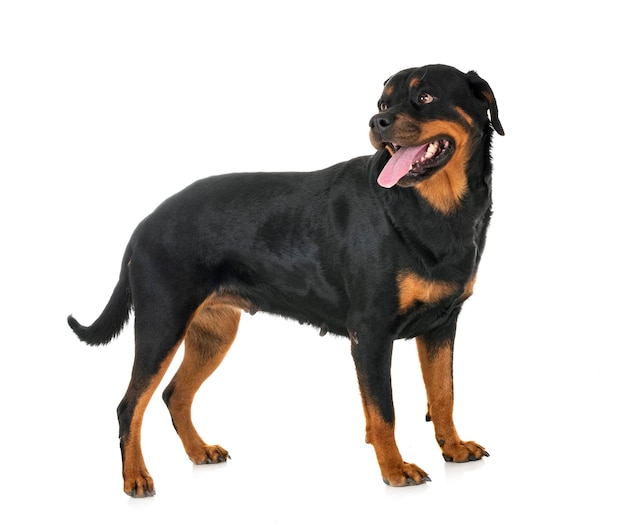 白い背景の黒い犬の肖像画