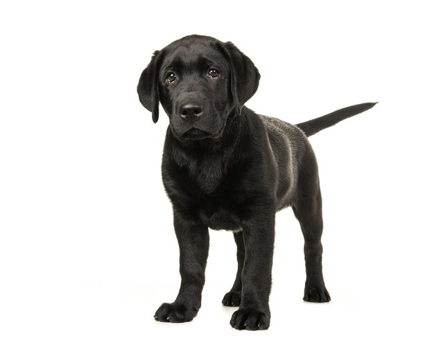 Photo portrait of black dog against white background