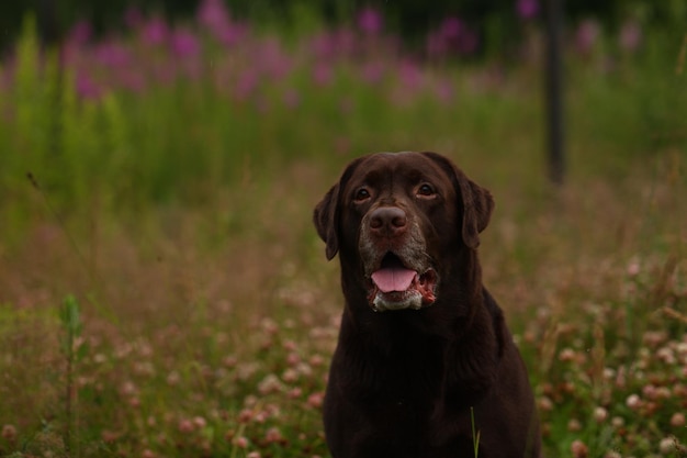 Portrait of black dog on field