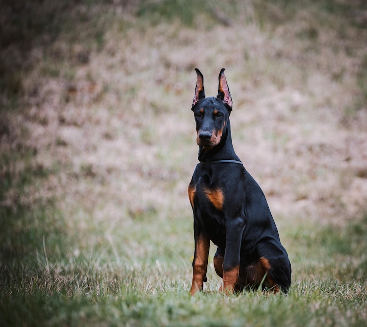 Photo portrait of black dog on field