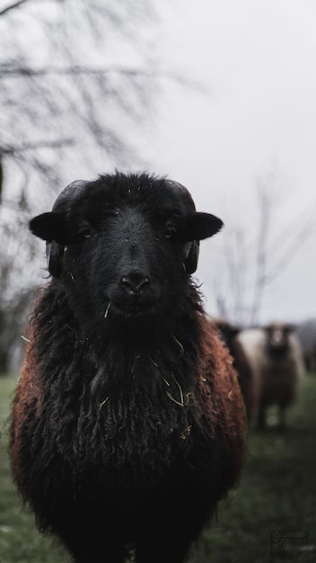 Foto ritratto di cane nero sul campo