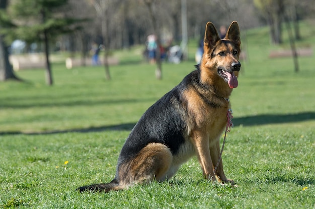Photo portrait of black dog on field