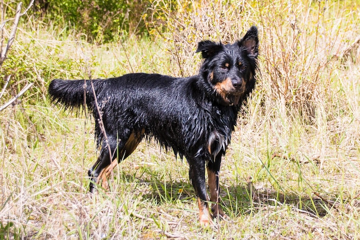 Photo 草の中の黒い犬の肖像画