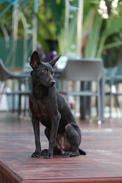 Foto ritratto di un cane nero che guarda lontano mentre è seduto all'aperto