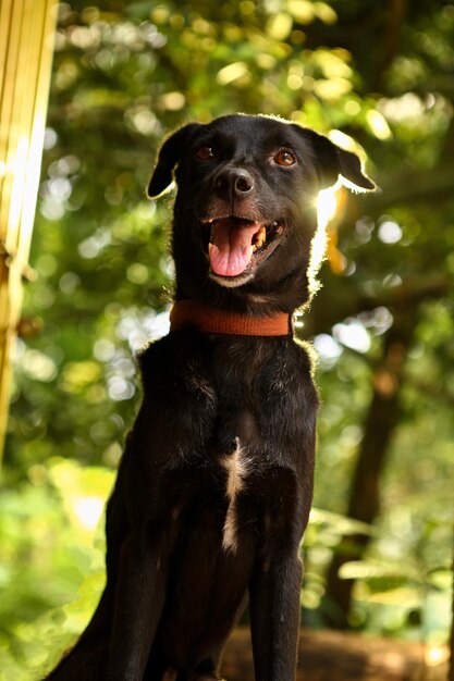 Foto ritratto di un cane nero all'aperto