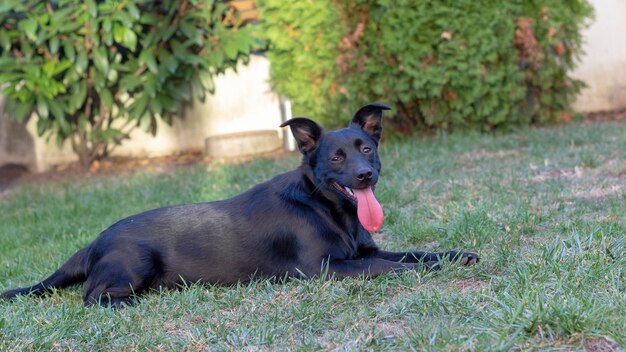 Photo portrait of black dog relaxing on field
