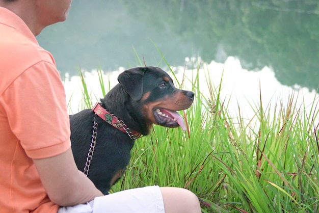 Portrait of a black dog side view