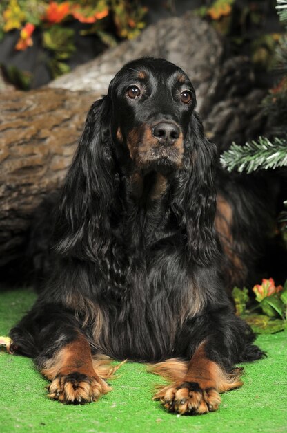 Photo portrait of black dog sitting on field