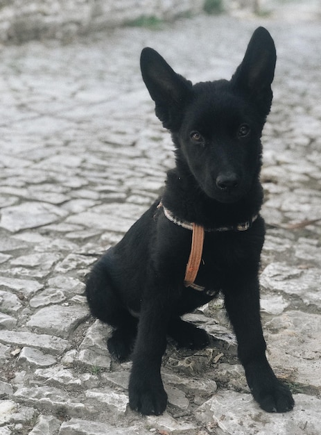 Photo portrait of black dog sitting on footpath