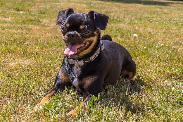 Foto ritratto di un cane nero seduto sull'erba