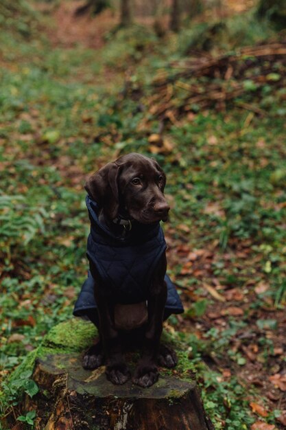 Photo portrait of black dog sitting on land