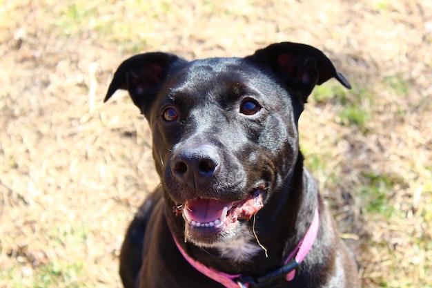 Portrait of black dog standing on field