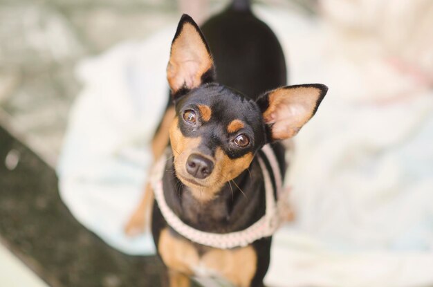 Foto ritratto di cane nero