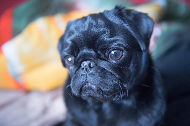 Photo portrait of black dog