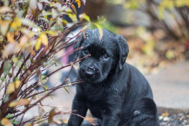 Foto ritratto di cane nero