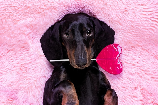 Photo portrait of black dog