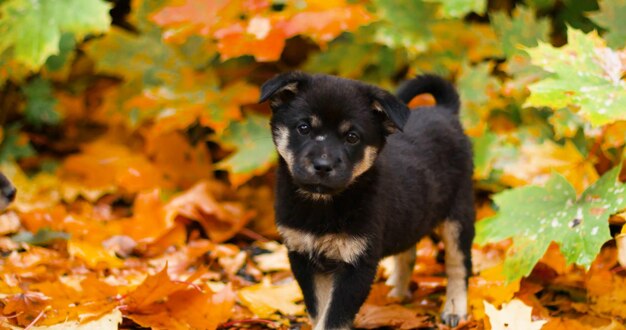 Portrait of black dog