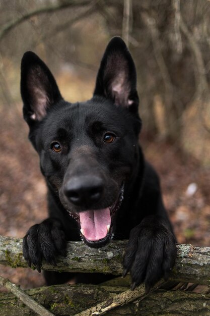 Photo portrait of black dog