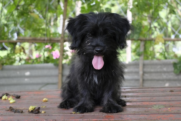 Photo portrait of black dog