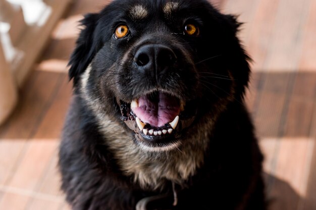 Portrait of black dog