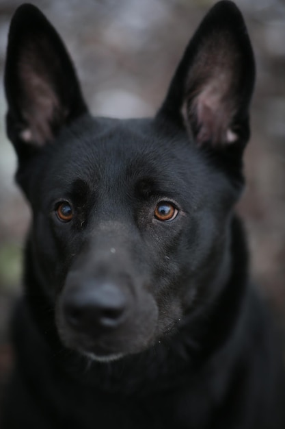 Photo portrait of black dog