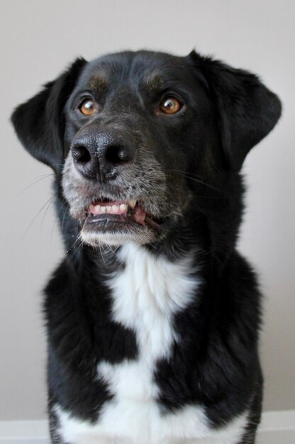 Portrait of black dog