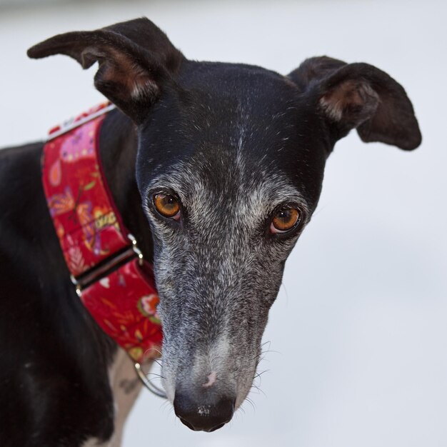 Foto ritratto di cane nero