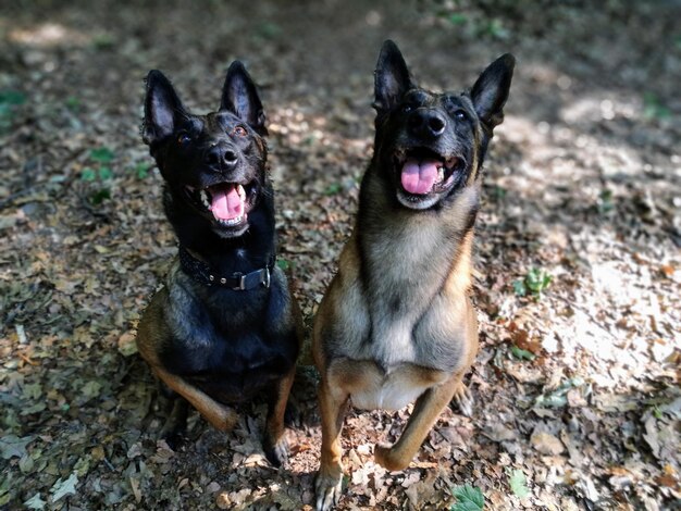 Foto ritratto di cane nero