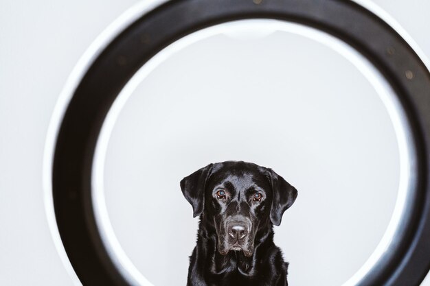 Photo portrait of black dog