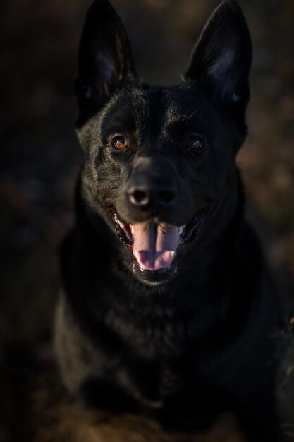 Portrait of black dog