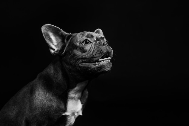 Portrait of a black french bulldog on a black background