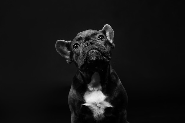 Portrait of a black french bulldog on a black background